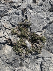 Glossopetalon pungens