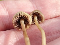 Psilocybe semilanceata