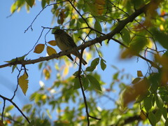 Setophaga coronata