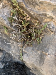 Glossopetalon pungens