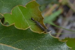 Raphidiinae