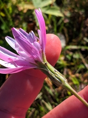 Scorzonera rosea