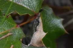 Raphidiinae