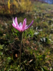 Scorzonera rosea