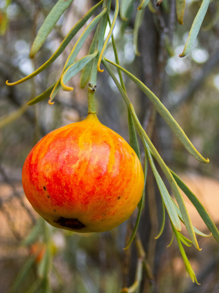 bitter quandong