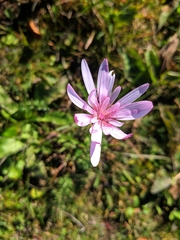 Scorzonera rosea