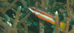 Lutjanus biguttatus