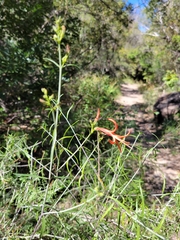 Anisacanthus linearis