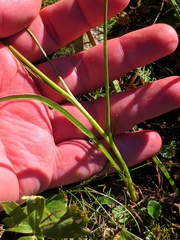 Scorzonera rosea