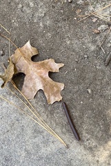 Narceus americanus