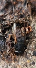 Gryllus