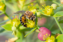 Colletes dimidiatus