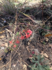 Ipomopsis aggregata formosissima