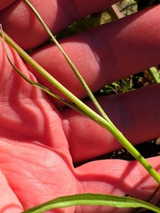 Scorzonera rosea