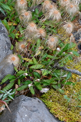 Dryas grandis