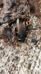 Gryllus