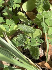 Lactuca virosa