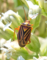 Calocoris barberi