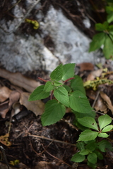 Acalypha adenostachya