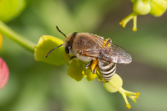 Colletes moricei