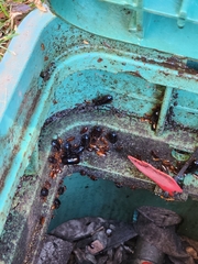 Shelfordella lateralis