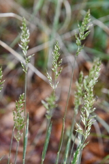 Trisetum