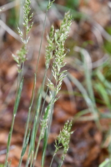 Trisetum