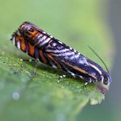 Thaumatographa jonesi