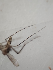 Coquillettidia perturbans