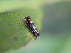 Thaumatographa jonesi