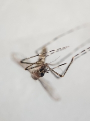 Coquillettidia perturbans