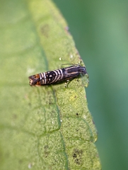 Thaumatographa jonesi