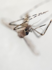 Coquillettidia perturbans