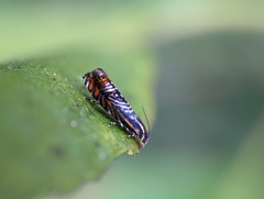 Thaumatographa jonesi