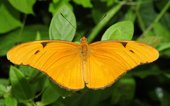 Dryas iulia