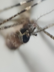 Coquillettidia perturbans