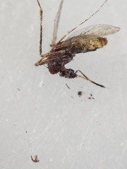 Coquillettidia perturbans