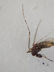 Coquillettidia perturbans