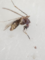 Coquillettidia perturbans