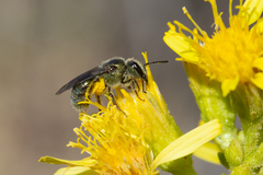 Lasioglossum viride