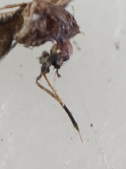 Coquillettidia perturbans