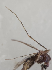 Coquillettidia perturbans