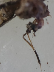 Coquillettidia perturbans