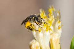 Lasioglossum viride