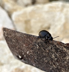 Chrysolina haemoptera