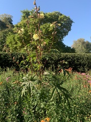 Abelmoschus esculentus