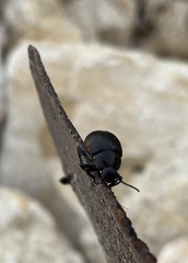 Chrysolina haemoptera