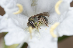 Lasioglossum viride