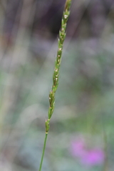 Elymus macrourus
