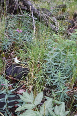 Elymus macrourus